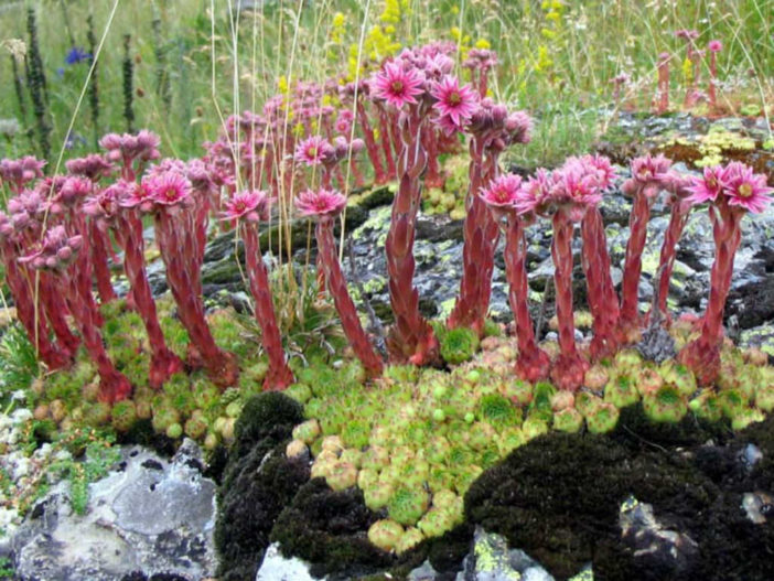 Sempervivum montanum (Mountain Houseleek)