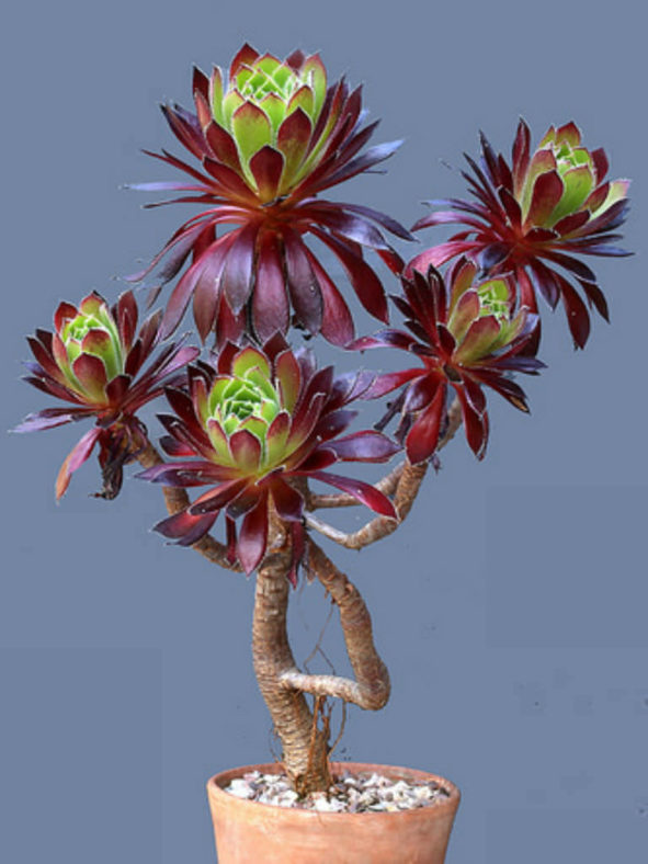 Aeonium simsii × arboreum 'Zwartkop'