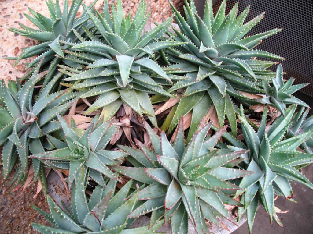 Aloe brevifolia (Short-leaved Aloe)