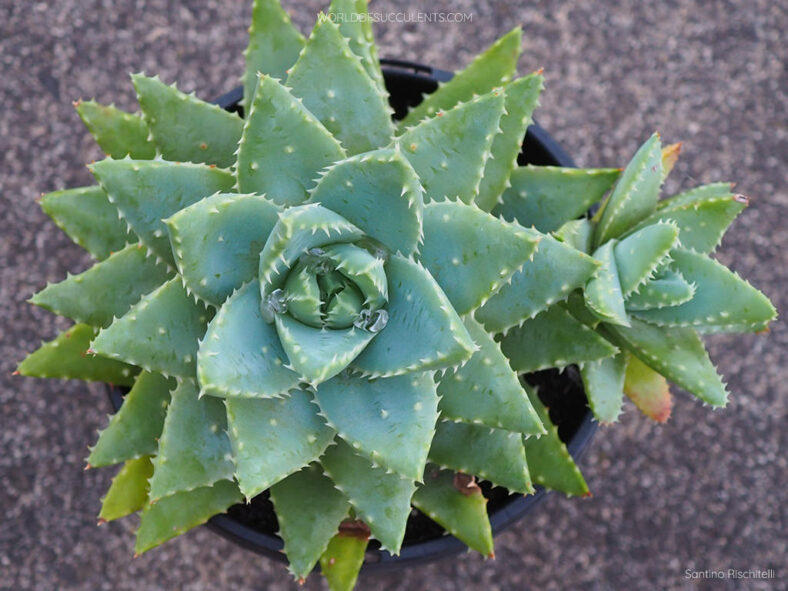 Aloe brevifolia (Short-leaved Aloe)