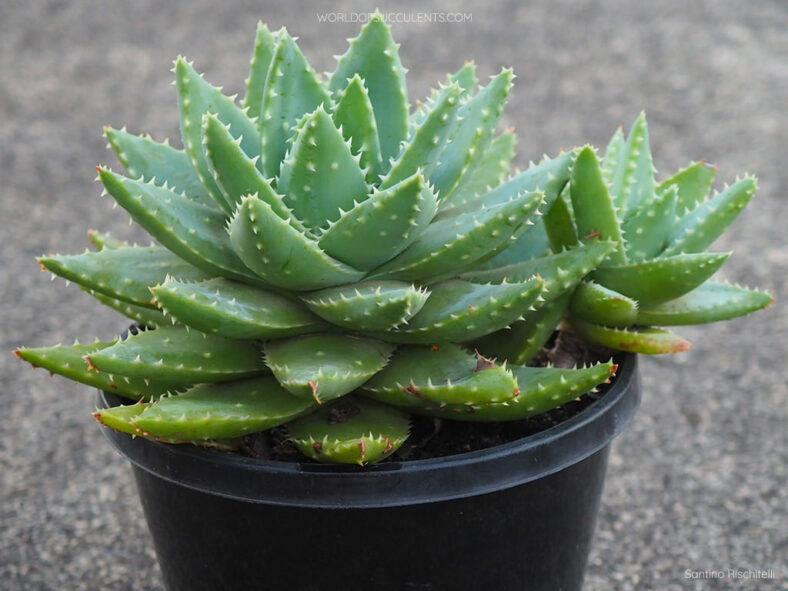 Aloe brevifolia (Short-leaved Aloe)