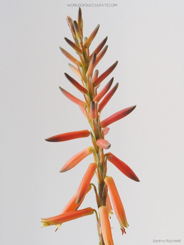 Aloe brevifolia (Short-leaved Aloe)