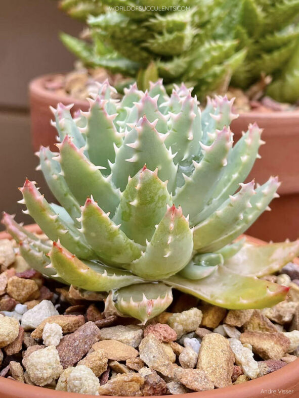 Aloe brevifolia (Short-leaved Aloe)