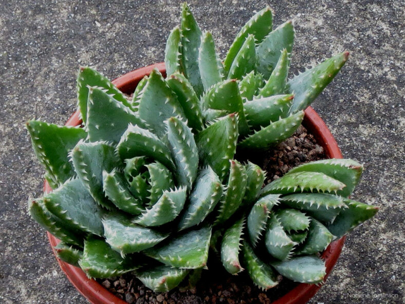 Aloe brevifolia (Short-leaved Aloe)