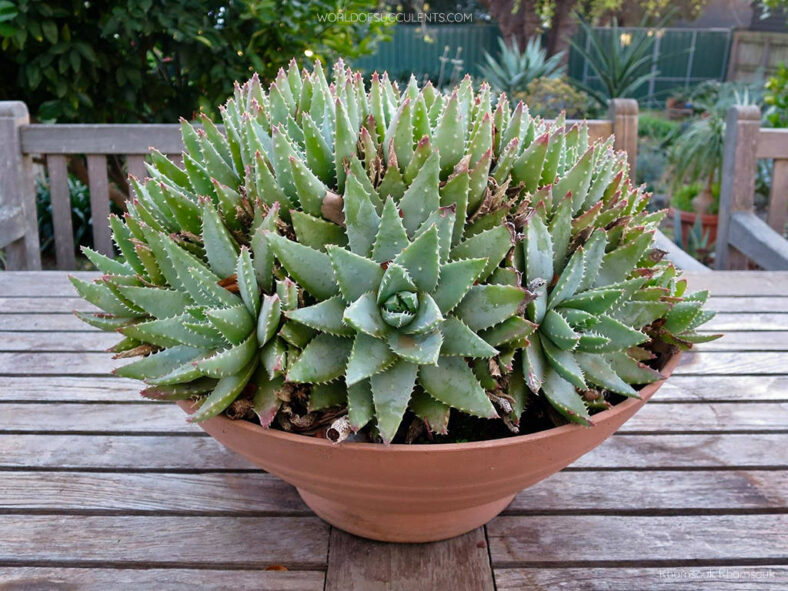 Aloe brevifolia (Short-leaved Aloe)