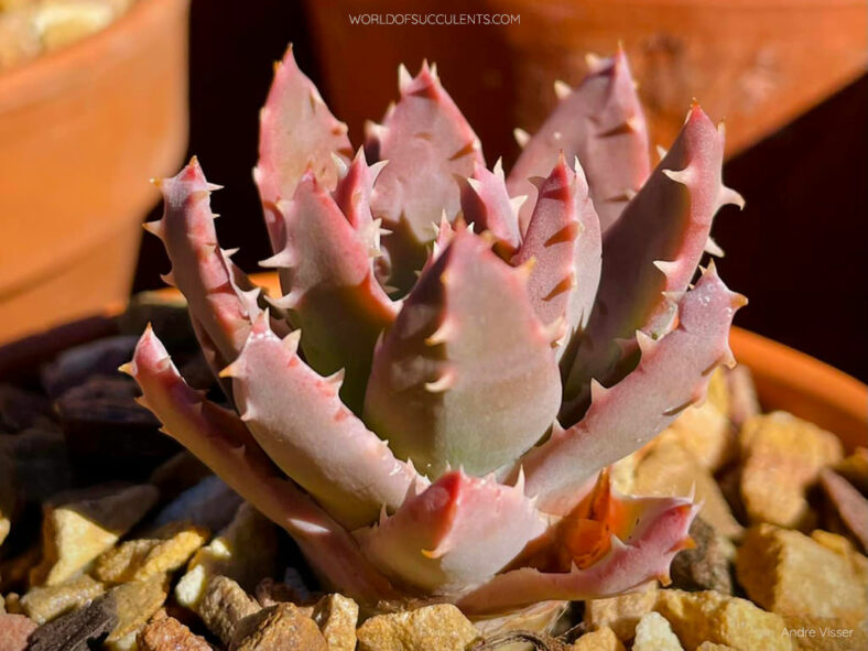 Aloe brevifolia (Short-leaved Aloe)