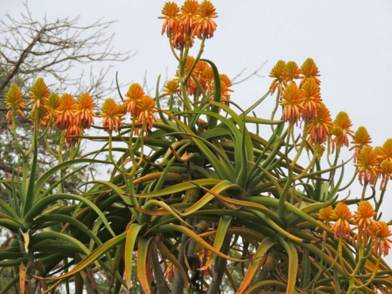 Aloidendron tongaense 'Medusa' (Mozambique Tree Aloe) aka Aloe tongaensis 'Medusa'