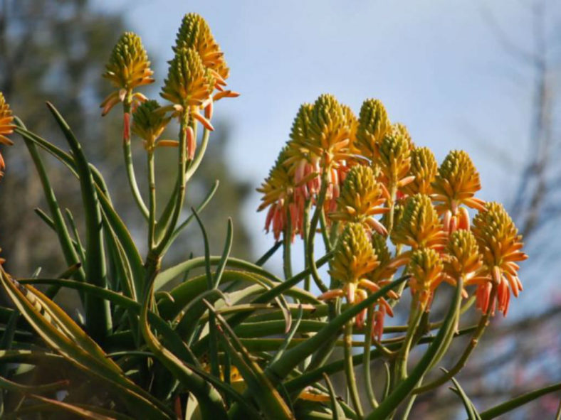 Aloidendron tongaense 'Medusa' (Mozambique Tree Aloe) aka Aloe tongaensis 'Medusa'