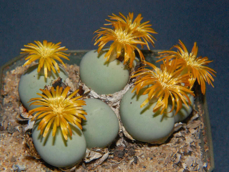 Conophytum calculus (Marble Buttons)