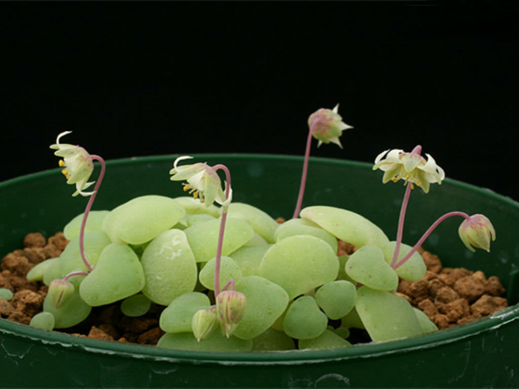 Crassula Nemorosa World Of Succulents