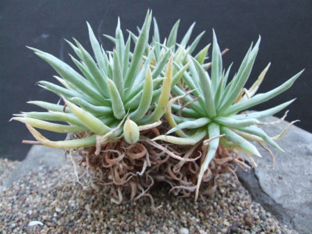 Dudleya albiflora - World of Succulents