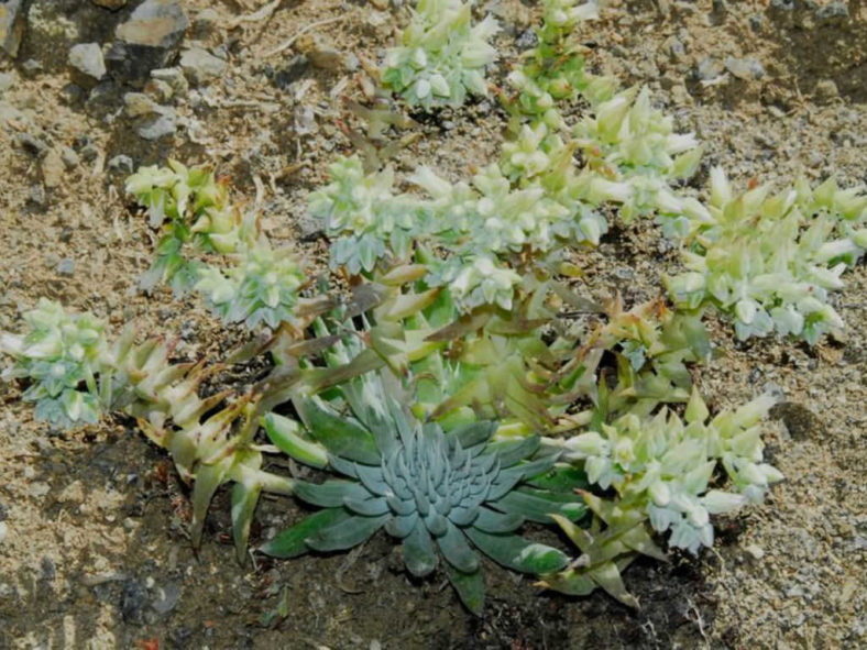 Dudleya albiflora - Live Forever