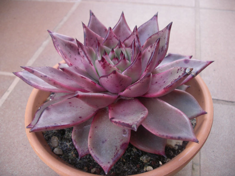 Echeveria agavoides 'Romeo' (Romeo Wax Agave)