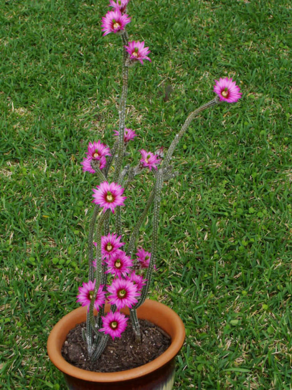 Echinocereus poselgeri - Dahlia Cactus