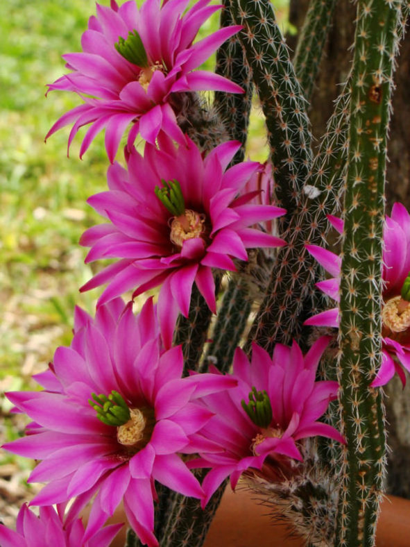 Echinocereus poselgeri - Dahlia Cactus