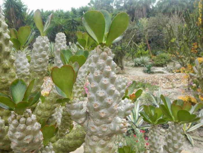 Euphorbia poissonii