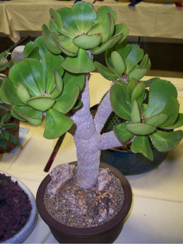 Euphorbia poissonii