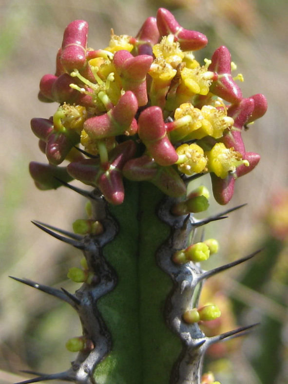 Euphorbia ramulosa