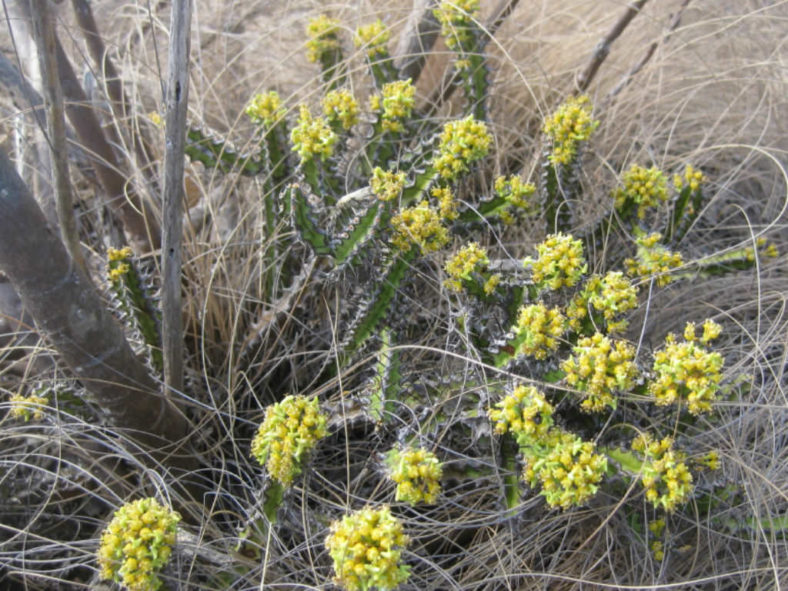 Euphorbia ramulosa