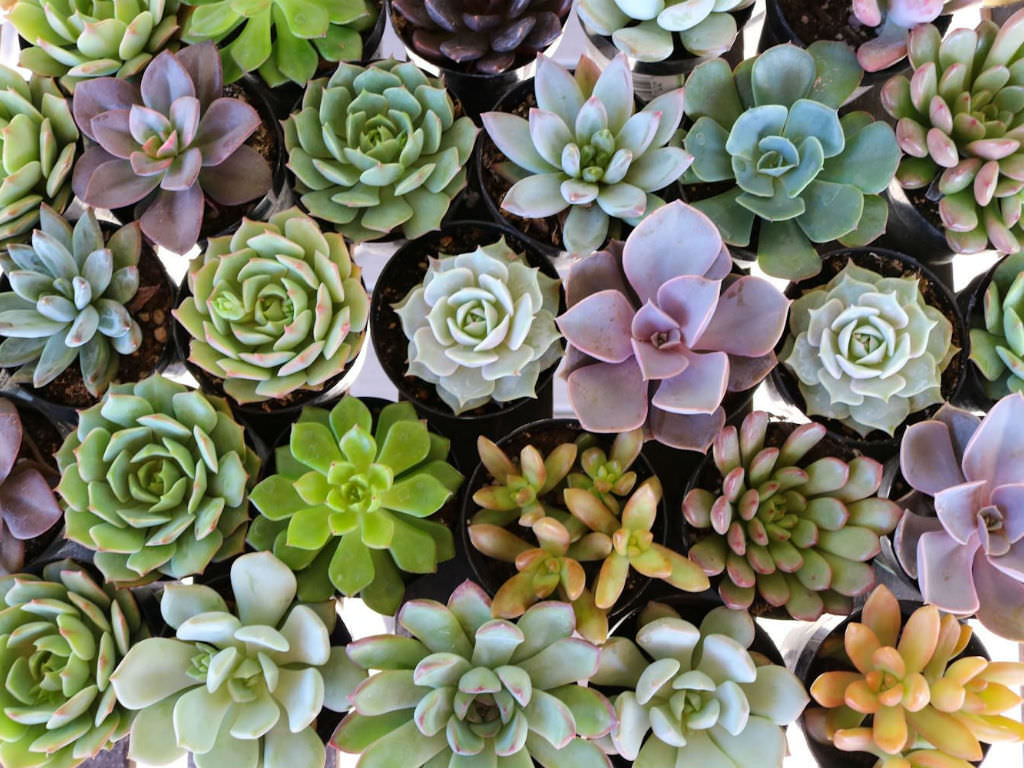Eight Tips For Check This Out On Succulents For Sale Success