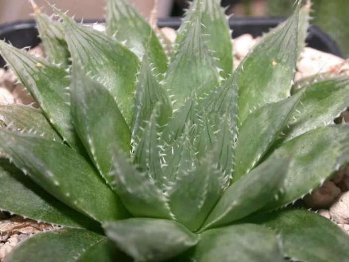 Haworthia Decipiens Var Pringlei World Of Succulents