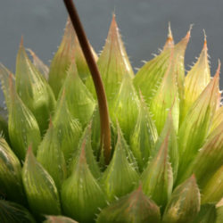 Haworthia decipiens var. pringlei