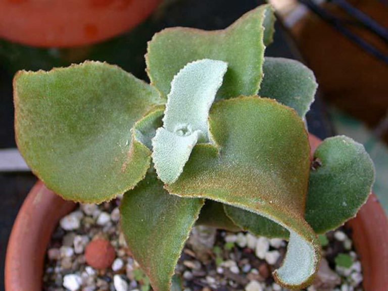 Kalanchoe beharensis 'Brown Dwarf' (Dwarf Velvet Elephant Ear) | World