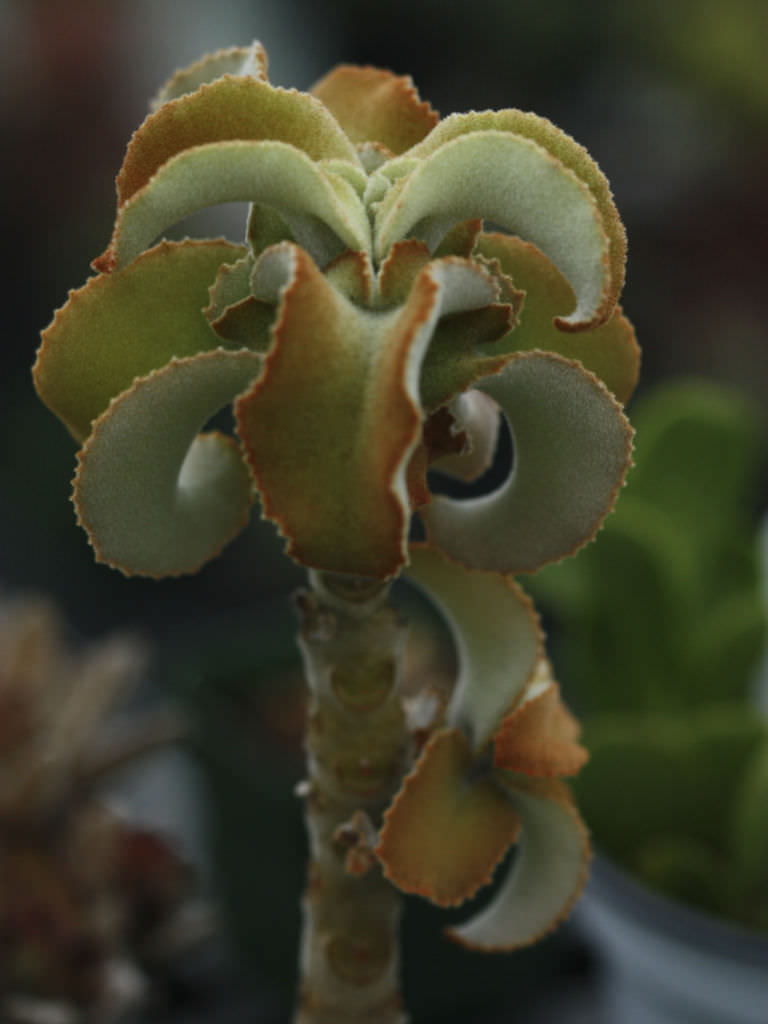 Kalanchoe Ƅeharensis 'Brown Dwarf' - World of Succulents