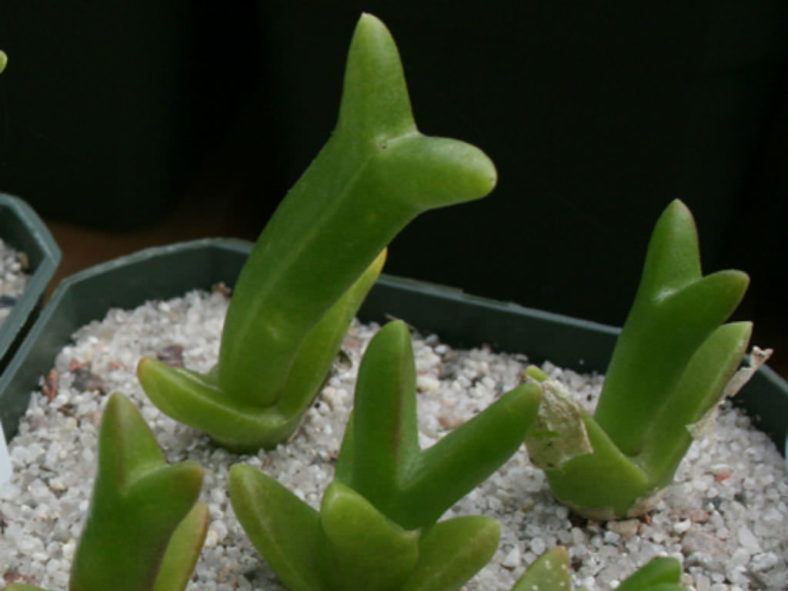 Mitrophyllum grande