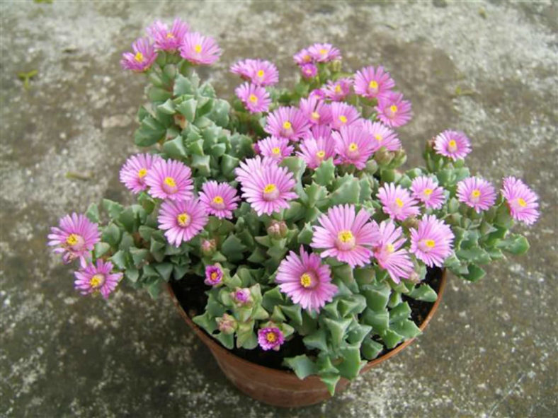 Oscularia deltoides (Deltoid-leaved Dewplant)