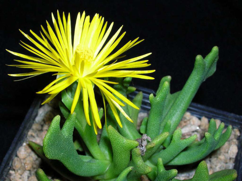 Rhombophyllum dolabriforme - Elkhorn Plant