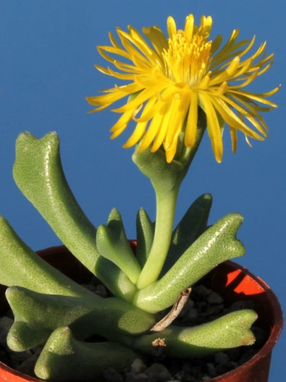 Rhombophyllum dolabriforme - Elkhorn Plant