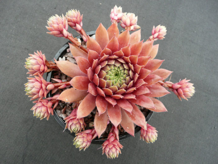 Sempervivum 'Faramir'
