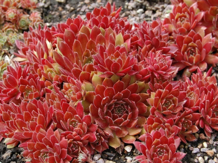 Sempervivum 'Royal Ruby' - World of Succulents