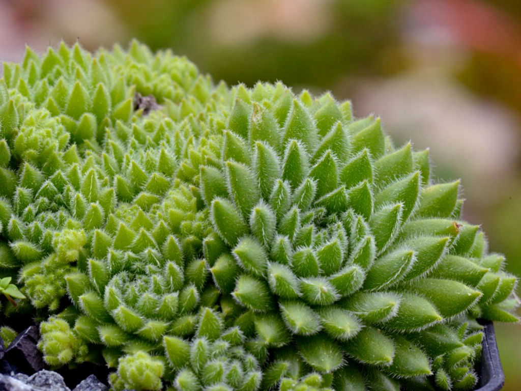 Sempervivum pumilum | World of Succulents