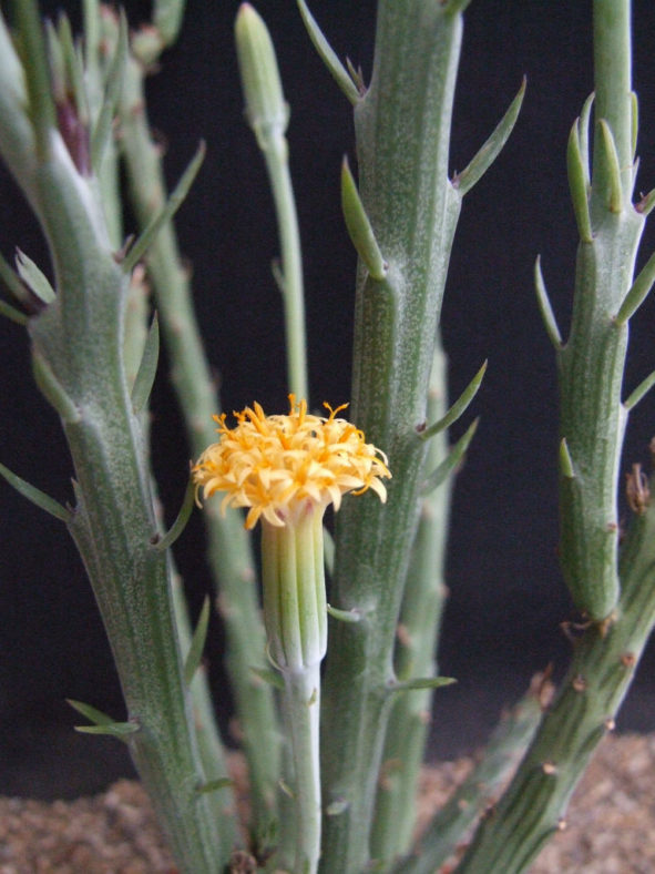 Senecio longiflorus - Paintbrush Flower