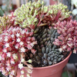 Sinocrassula yunnanensis - World of Succulents