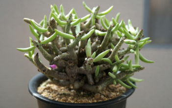 Tylecodon buchholzianus Tylecodon buchholzianus