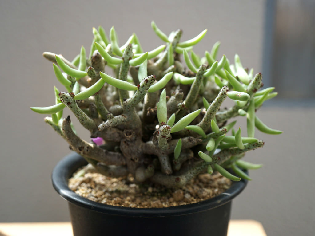 Tylecodon buchholzianus