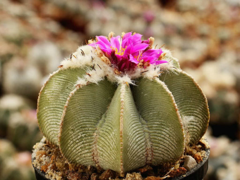 How to Grow and Care for Aztekium - World of Succulents