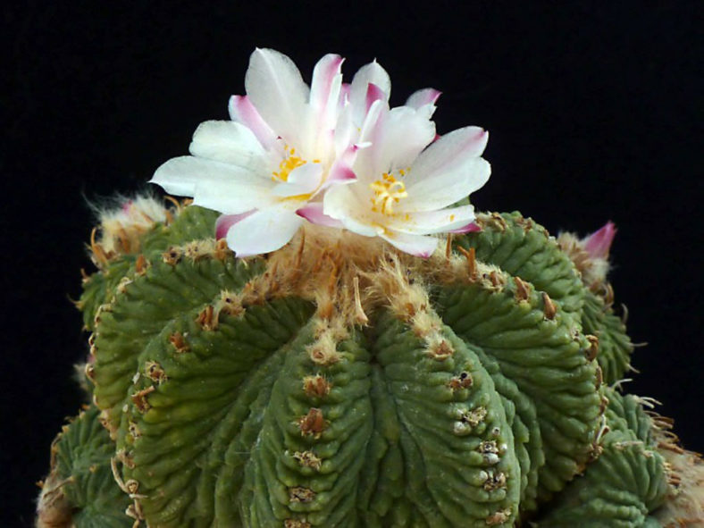 Aztekium ritteri - Aztec Cactus