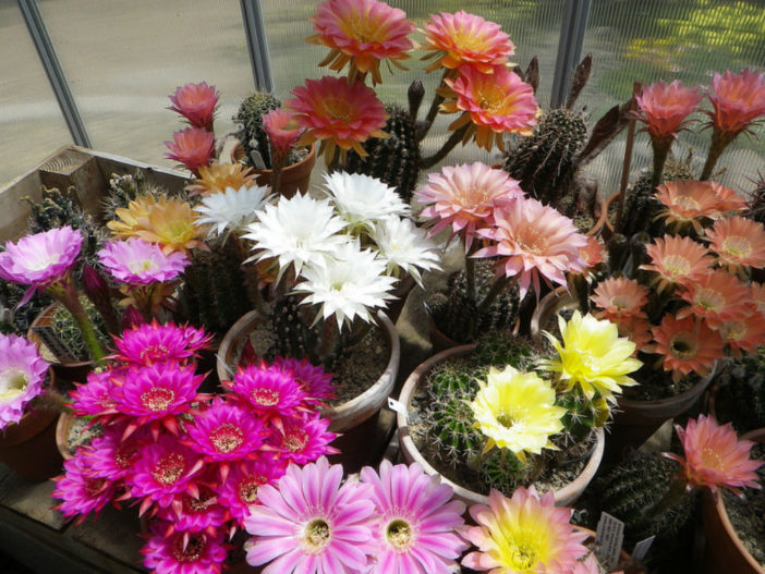 Cactus Blooming