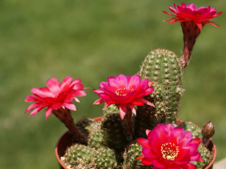 Echinopsis 'Rose Quartz' (Peanut Cactus), aka Echinopsis chamaecereus 'Rose Quartz' or ×Chamaelobivia 'Rose Quartz'