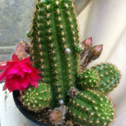 Echinopsis 'Rose Quartz' - World of Succulents