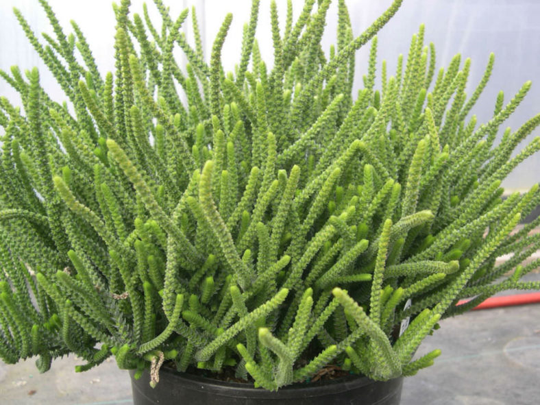 Crassula muscosa (Watch Chain) aka Crassula lycopodioides