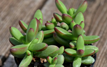 Crassula nudicaulis var. herrei Crassula nudicaulis var. herrei aka Crassula herrei