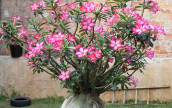 How to Care for Yellow Leaves on a Desert Rose (Adenium obesum) Desert Rose (Adenium obesum)