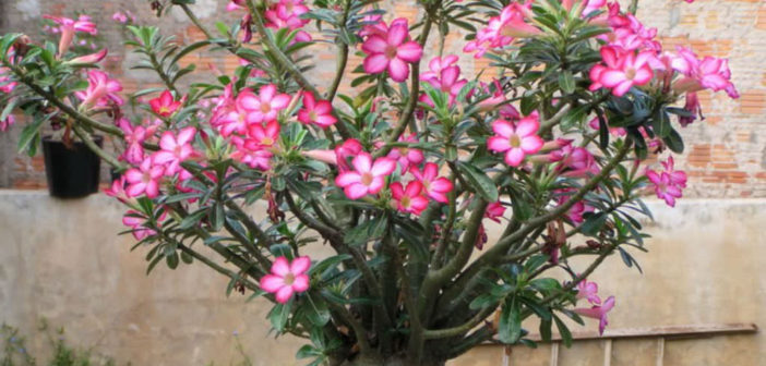 How to Grow and Care for Adenium Obesum Desert Rose Plant