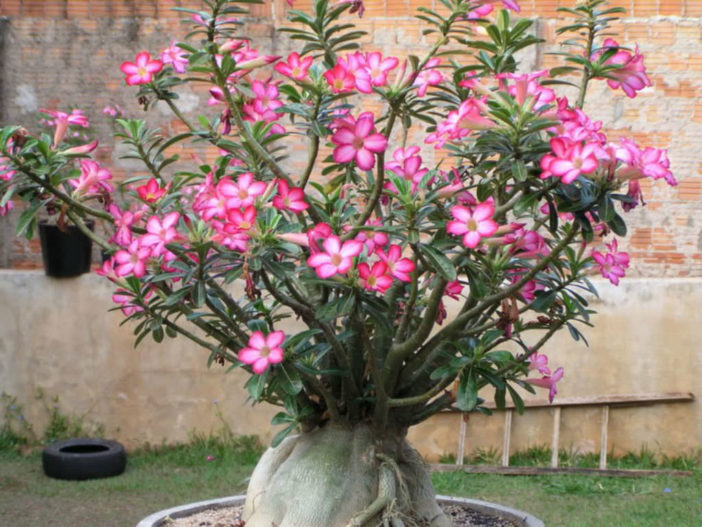 How to Care for Yellow Leaves on a Desert Rose - World of Succulents