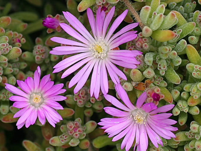 Drosanthemum floribundum - rosnatka bledá